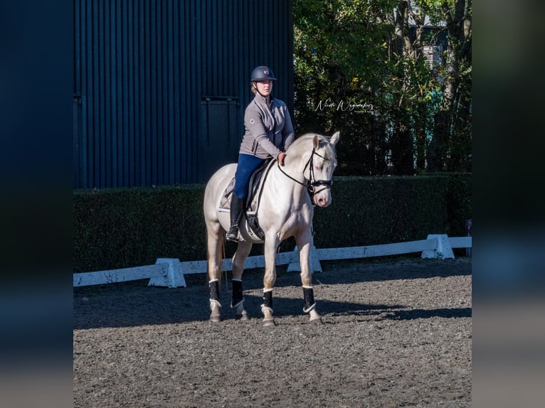 NRPS Stallone Puledri (03/2025) 168 cm Pelle di daino in Tholen