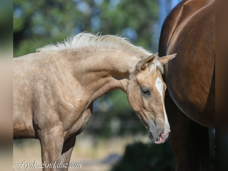 NRPS Stallone Puledri (05/2026) 170 cm Palomino in Mijnsheerenland