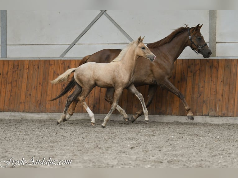 NRPS Stallone Puledri (05/2026) 170 cm Palomino in Mijnsheerenland