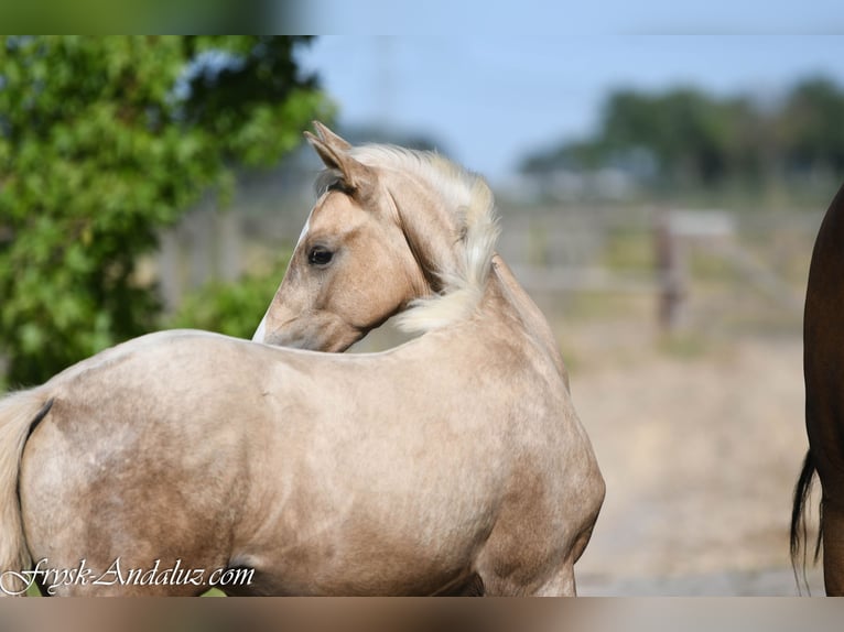 NRPS Stallone Puledri (05/2026) 170 cm Palomino in Mijnsheerenland