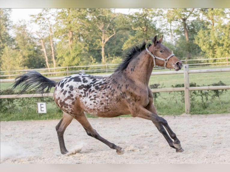 NRPS Sto 6 år 164 cm Leopard-Piebald in Lutjegast