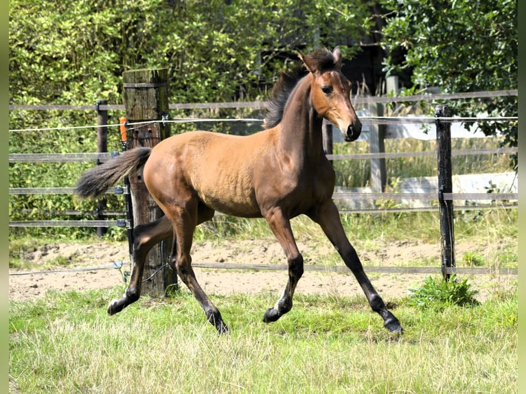 NRPS Sto Föl (04/2024) 148 cm Perlino in Wapse