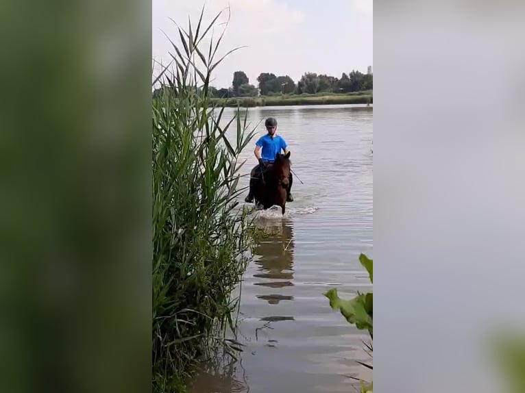 NRPS Mix Stute 10 Jahre 142 cm Schwarzbrauner in Oppuurs
