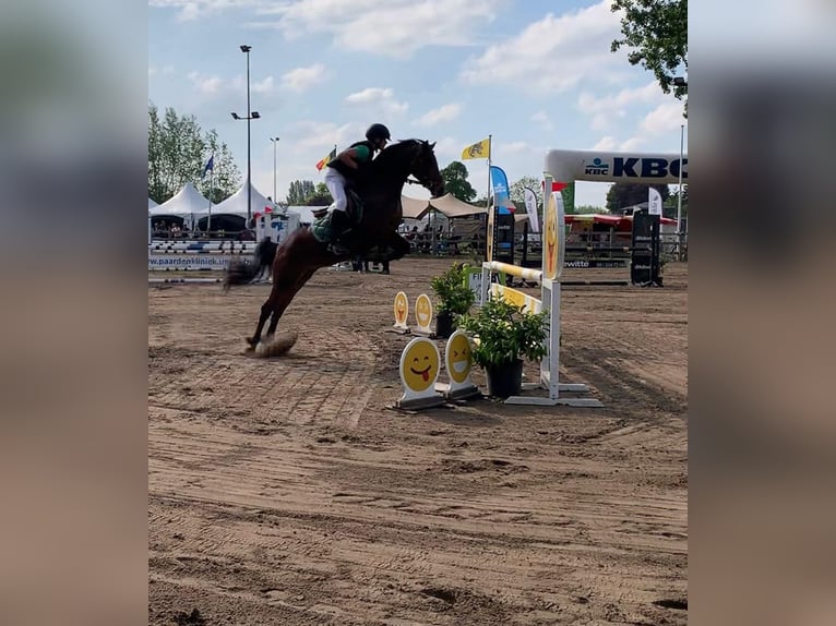 NRPS Mix Stute 10 Jahre 142 cm Schwarzbrauner in Oppuurs