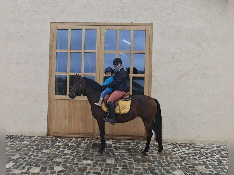 NRPS Mix Stute 10 Jahre 142 cm Schwarzbrauner in Oppuurs