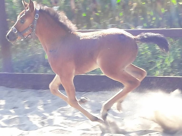 NRPS Mix Stute 10 Jahre 143 cm Schwarzbrauner in Oppuurs