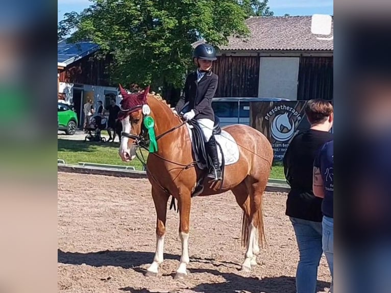 NRPS Stute 10 Jahre 148 cm Fuchs in Lülsfeld