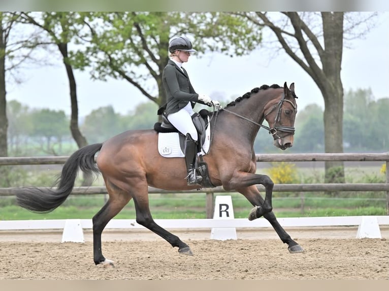NRPS Stute 10 Jahre 172 cm Brauner in SilvoldeSilvolde