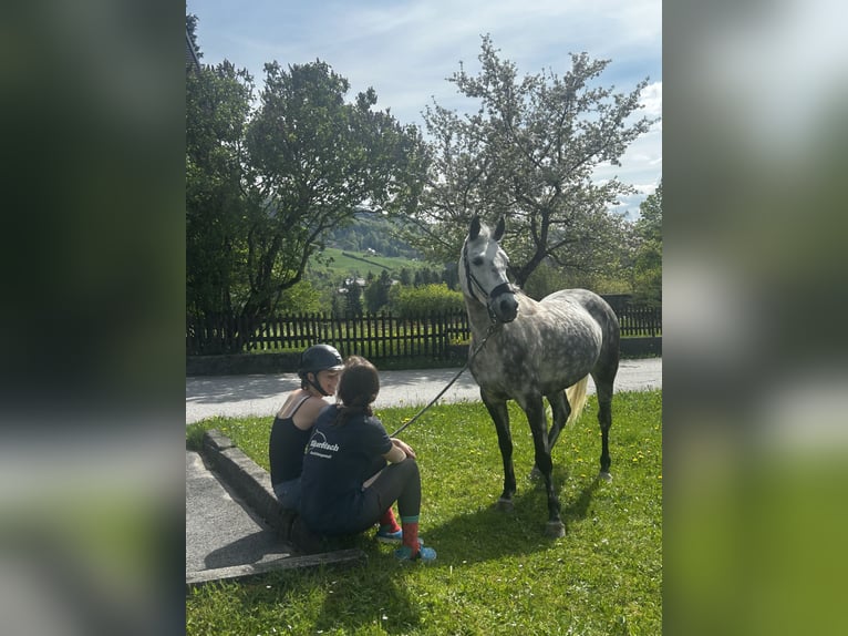 NRPS Stute 11 Jahre 147 cm Apfelschimmel in Elsbethen