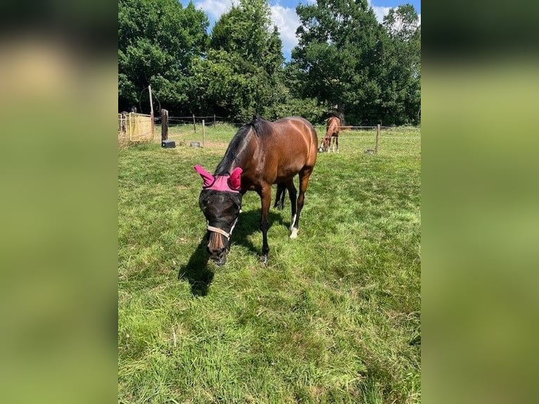 NRPS Stute 11 Jahre 148 cm Brauner in Nuth