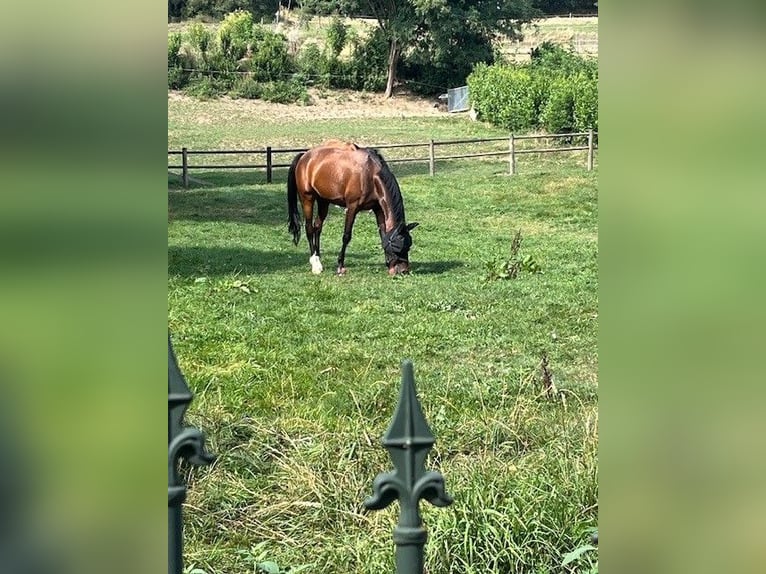 NRPS Stute 11 Jahre 148 cm Brauner in Nuth