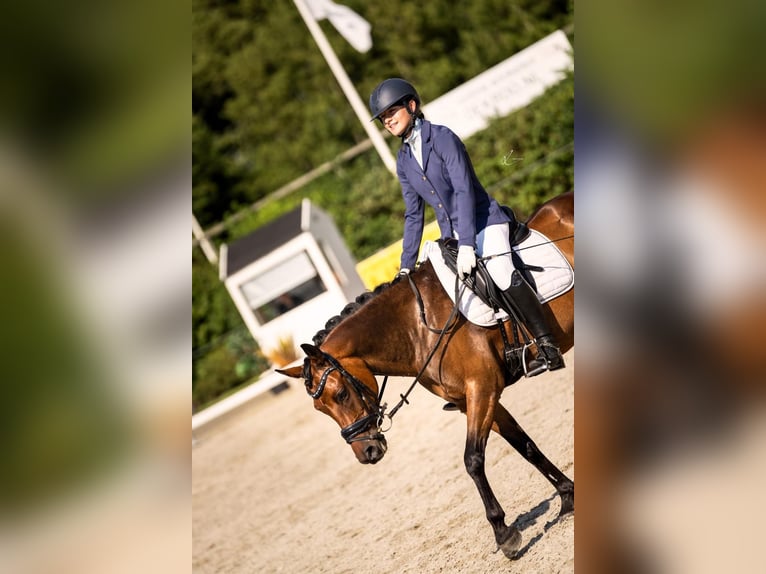 NRPS Stute 12 Jahre 146 cm Brauner in ArnemuidenArnemuiden