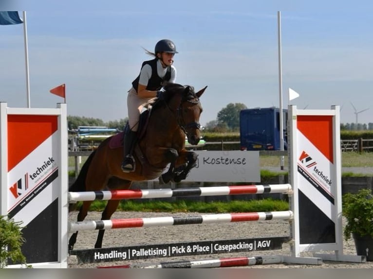 NRPS Stute 12 Jahre 146 cm Brauner in ArnemuidenArnemuiden