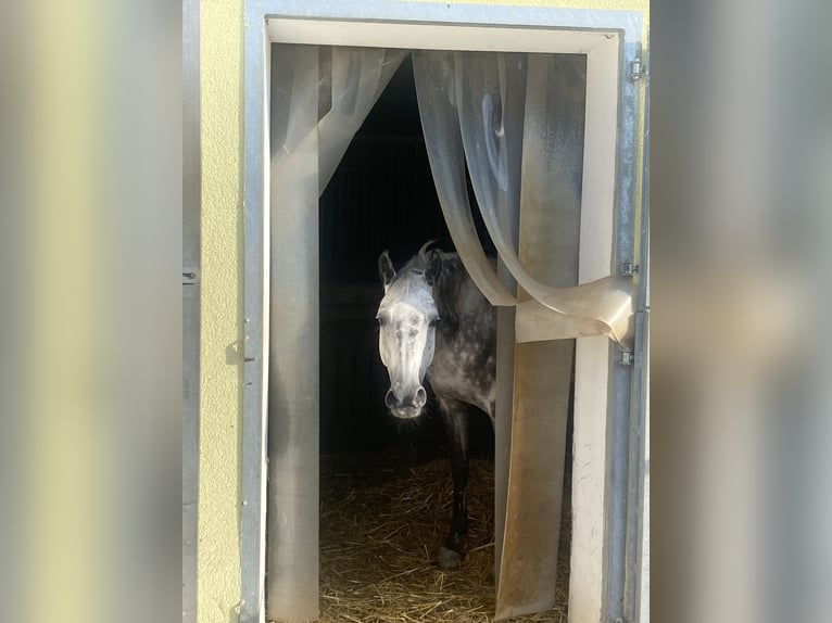 NRPS Stute 12 Jahre 147 cm Apfelschimmel in Elsbethen