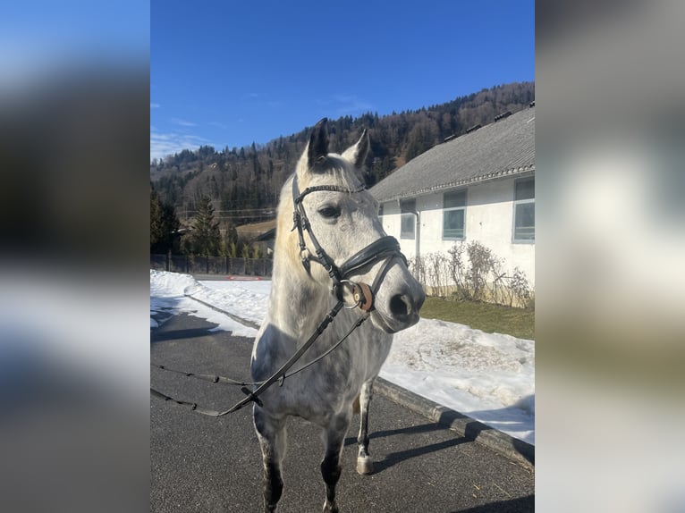 NRPS Stute 12 Jahre 147 cm Apfelschimmel in Elsbethen