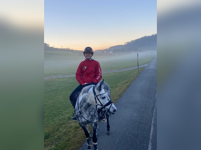 NRPS Stute 12 Jahre 147 cm Apfelschimmel in Elsbethen