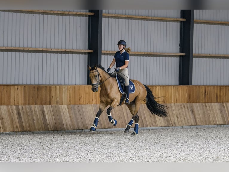 NRPS Stute 12 Jahre 163 cm Buckskin in Velp