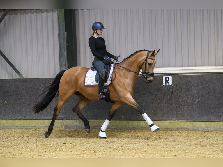 NRPS Stute 13 Jahre 163 cm Buckskin in Velp
