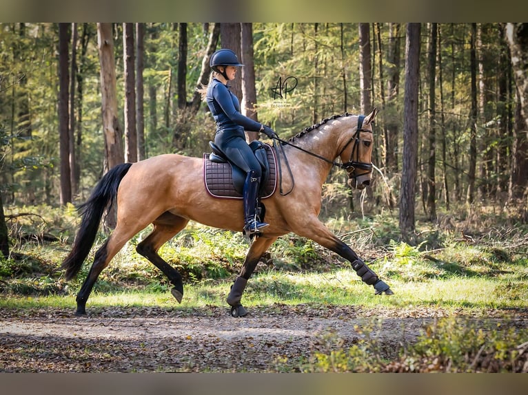 NRPS Stute 13 Jahre 163 cm Buckskin in Velp