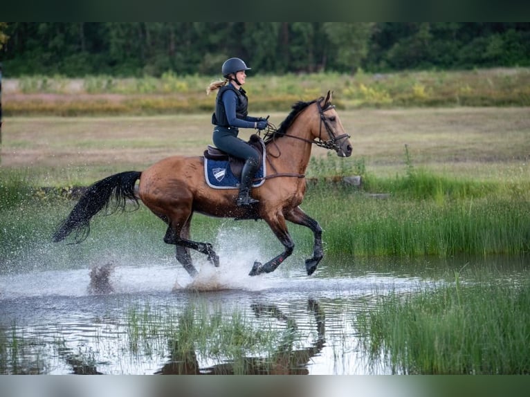 NRPS Stute 13 Jahre 163 cm Buckskin in Velp