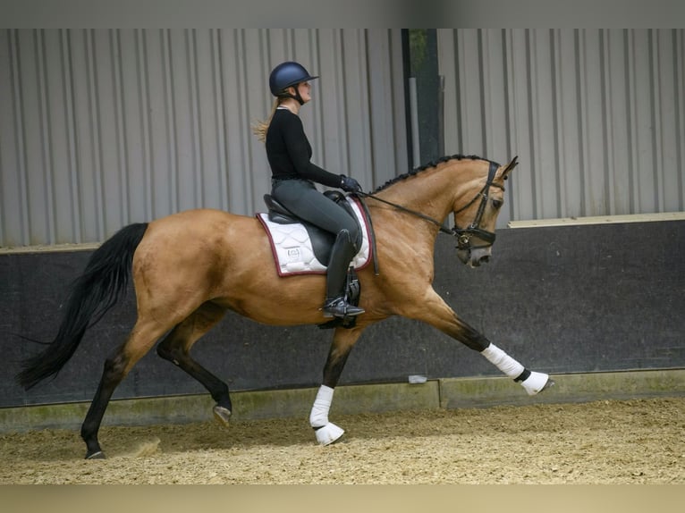 NRPS Stute 13 Jahre 163 cm Buckskin in Velp