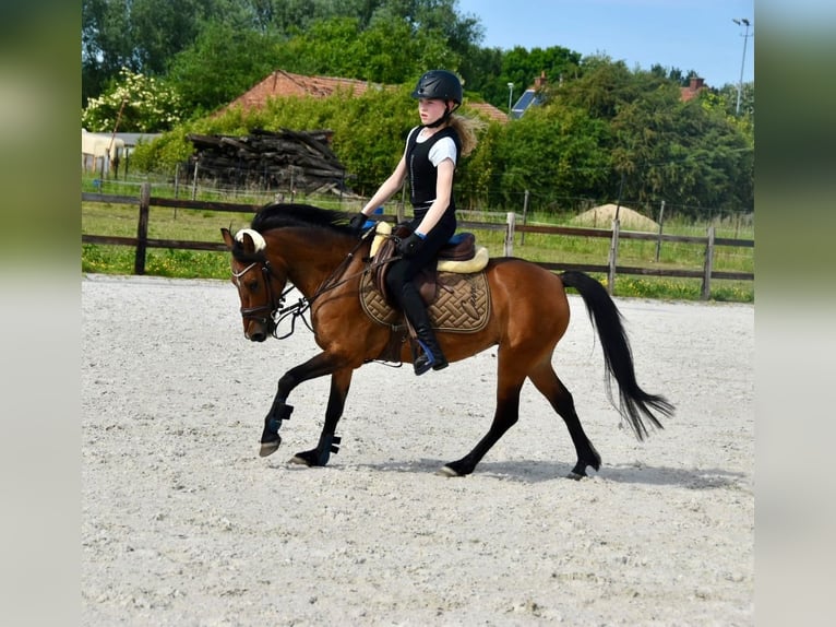NRPS Stute 14 Jahre 126 cm Brauner in Oud Gastel