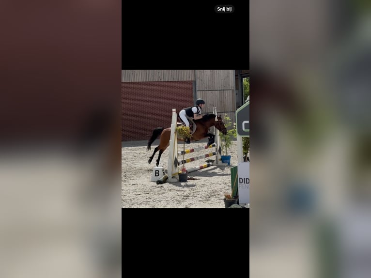 NRPS Stute 14 Jahre 126 cm Brauner in Oud Gastel