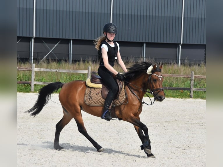 NRPS Stute 14 Jahre 126 cm Brauner in Oud Gastel