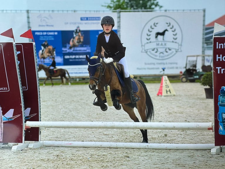 NRPS Stute 14 Jahre 126 cm Brauner in Oud Gastel