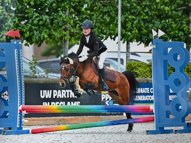 NRPS Stute 14 Jahre 126 cm Brauner in Oud Gastel