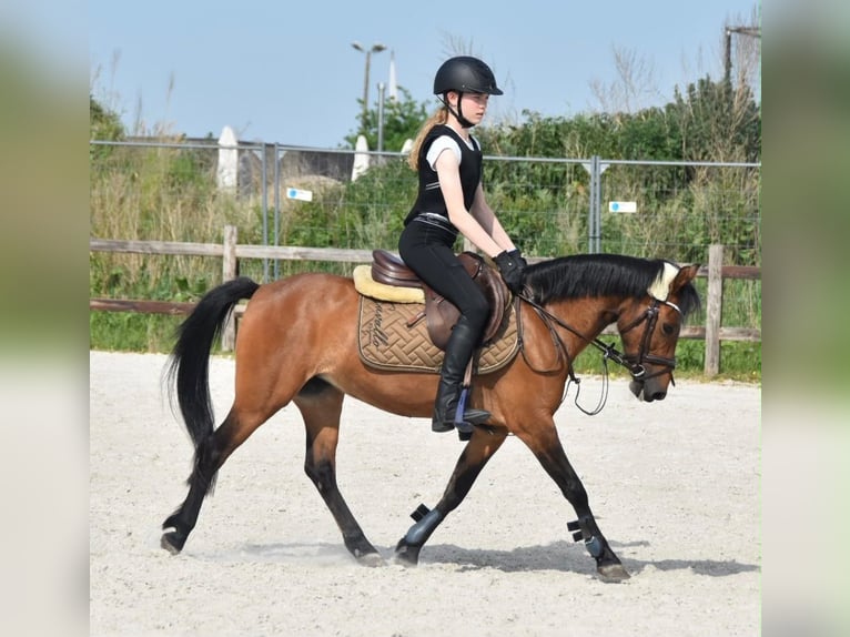 NRPS Stute 14 Jahre 126 cm Brauner in Oud Gastel