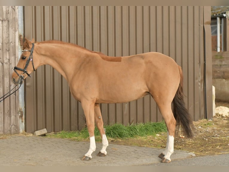 NRPS Stute 14 Jahre 148 cm Fuchs in Geilenkirchen