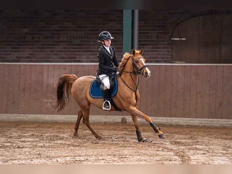 NRPS Stute 15 Jahre 142 cm Fuchs in Emblem