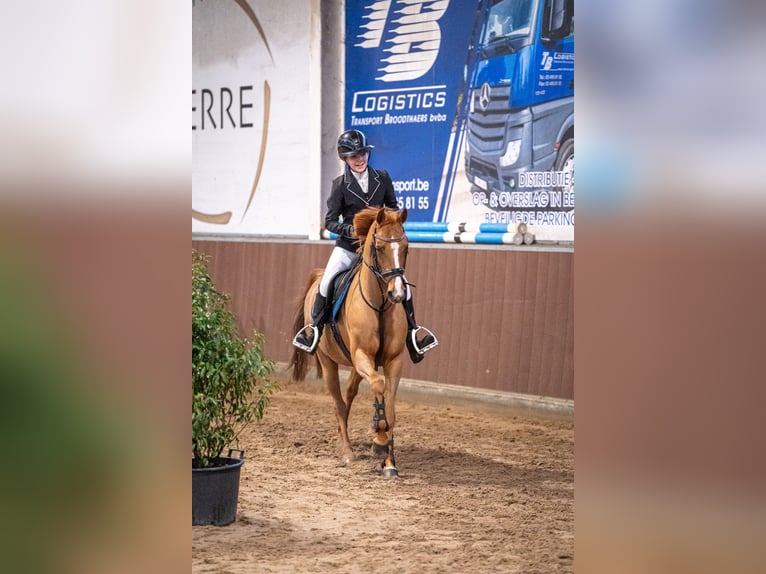 NRPS Stute 15 Jahre 142 cm Fuchs in Emblem