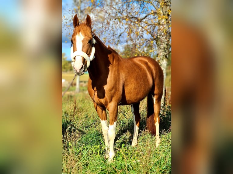 NRPS Stute 15 Jahre 146 cm Fuchs in Bad Sassendorf