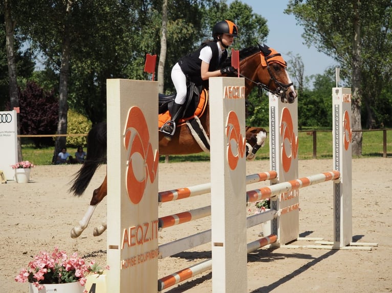 NRPS Stute 16 Jahre 139 cm Brauner in Bologna