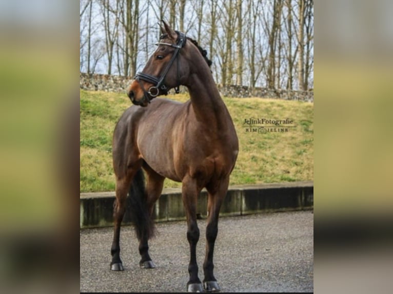 NRPS Stute 16 Jahre 147 cm Brauner in Hemmen