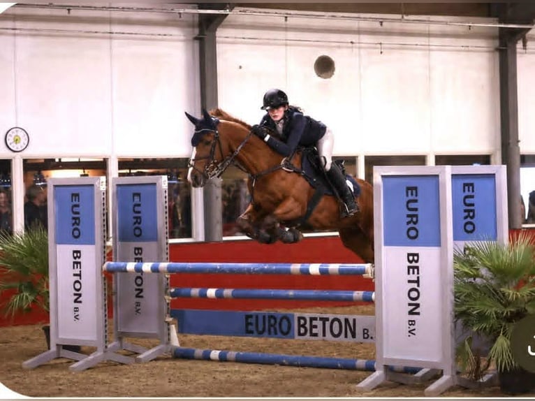 NRPS Mix Stute 18 Jahre 153 cm Fuchs in Haalderen