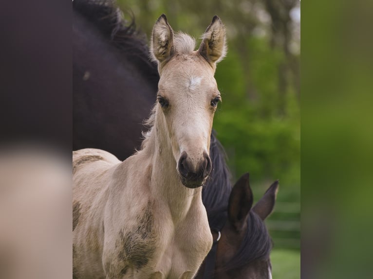 NRPS Stute 1 Jahr 140 cm Buckskin in Apeldoorn