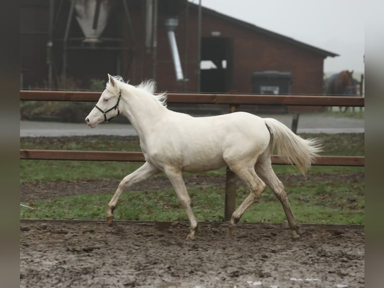 NRPS Stute 1 Jahr 145 cm Cremello in Aalten