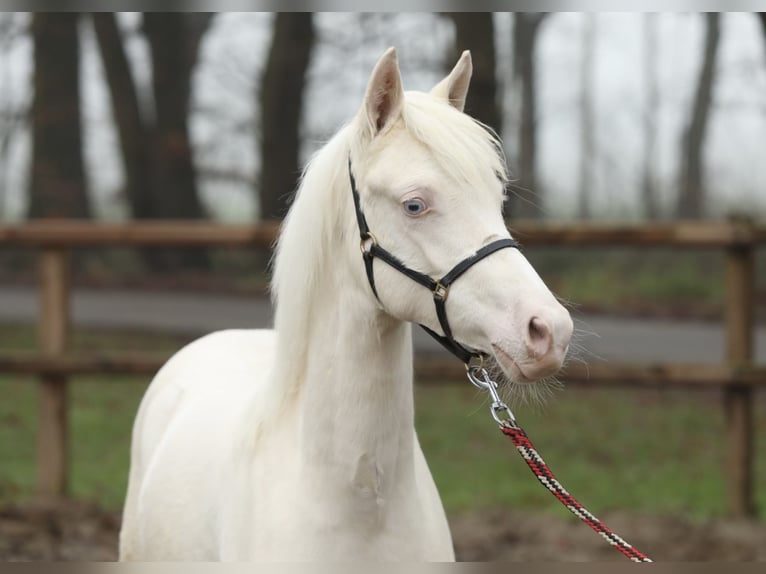 NRPS Stute 1 Jahr 145 cm Cremello in Aalten