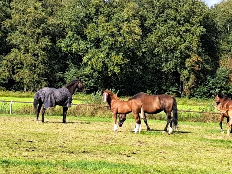 NRPS Stute 1 Jahr 168 cm Dunkelfuchs in Stieltjeskanaal