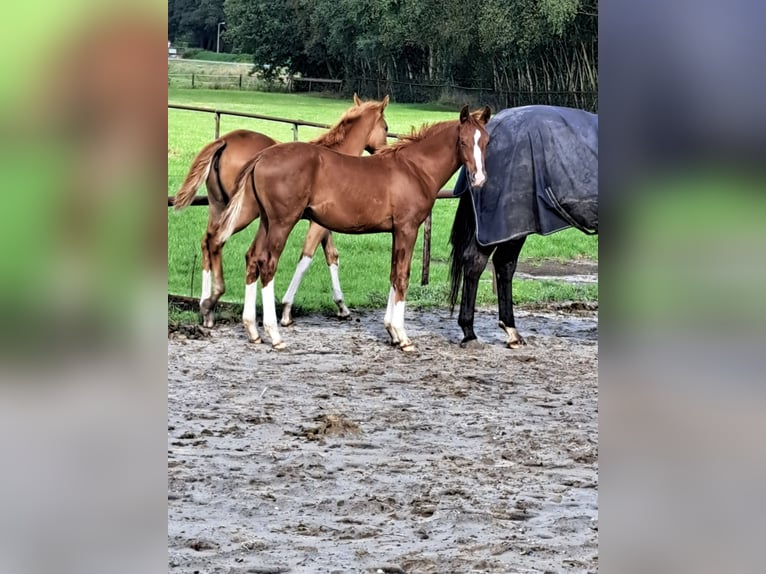 NRPS Stute 1 Jahr 168 cm Dunkelfuchs in Stieltjeskanaal