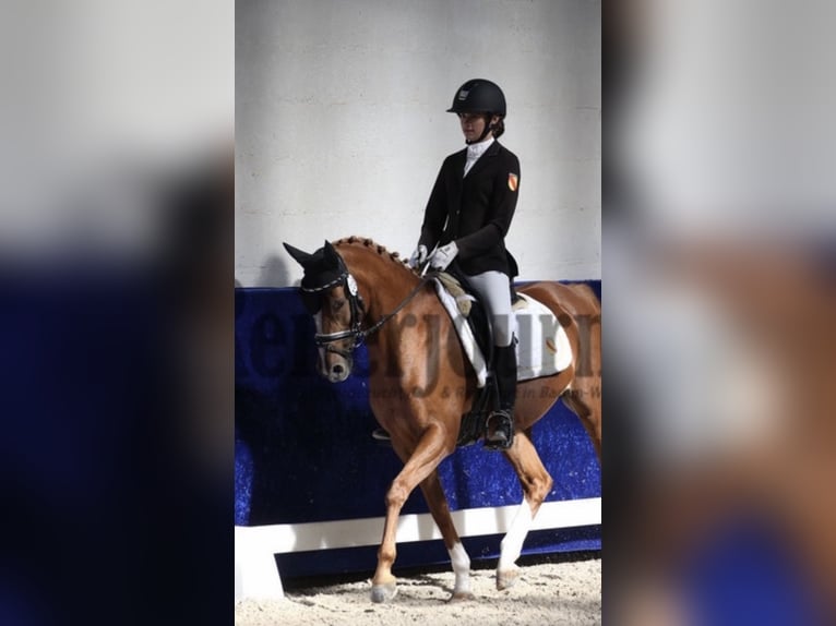 NRPS Stute 21 Jahre 147 cm Fuchs in Waldbrunn (Westerwald)