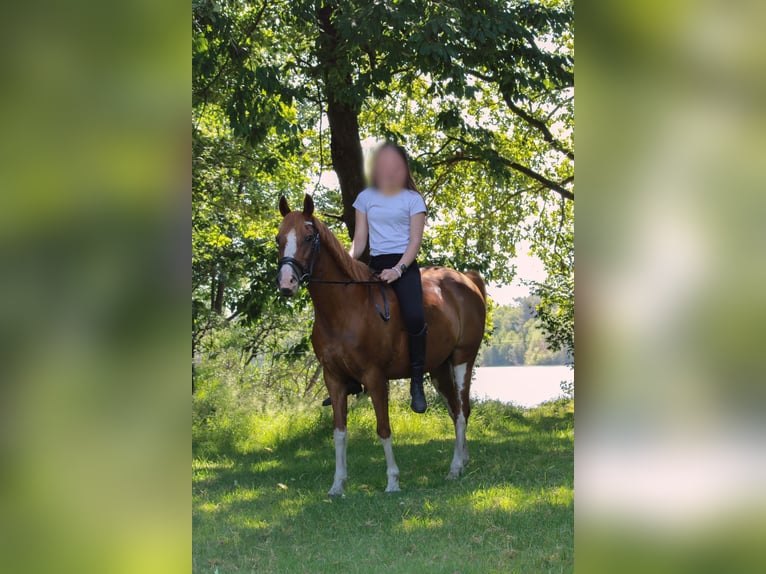 NRPS Stute 22 Jahre 139 cm Fuchs in Geffen