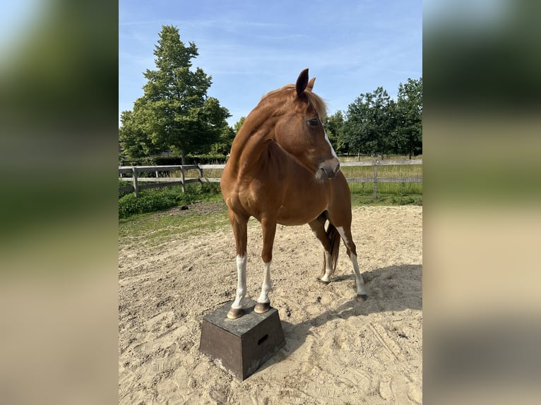 NRPS Stute 22 Jahre 139 cm Fuchs in Geffen