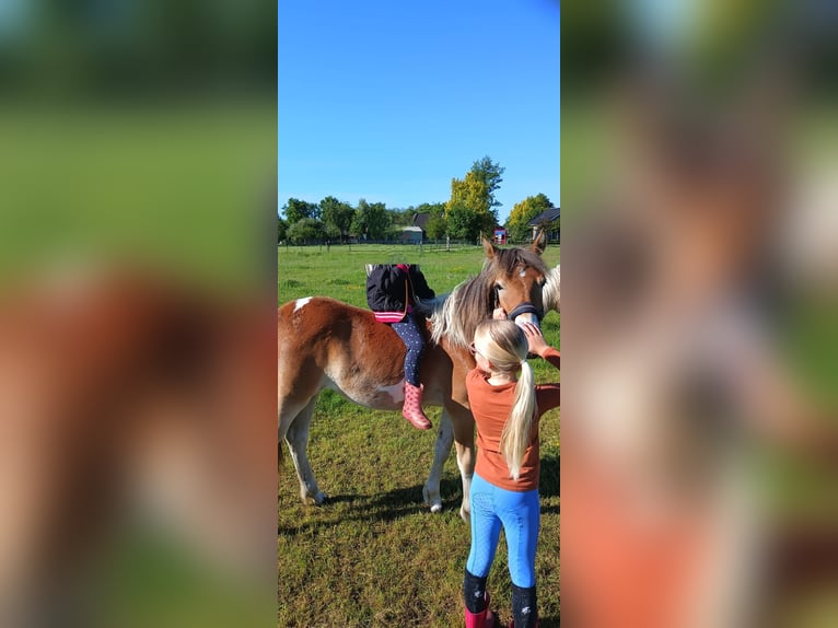 NRPS Stute 2 Jahre 136 cm Fuchs in Oosterwolde Gld