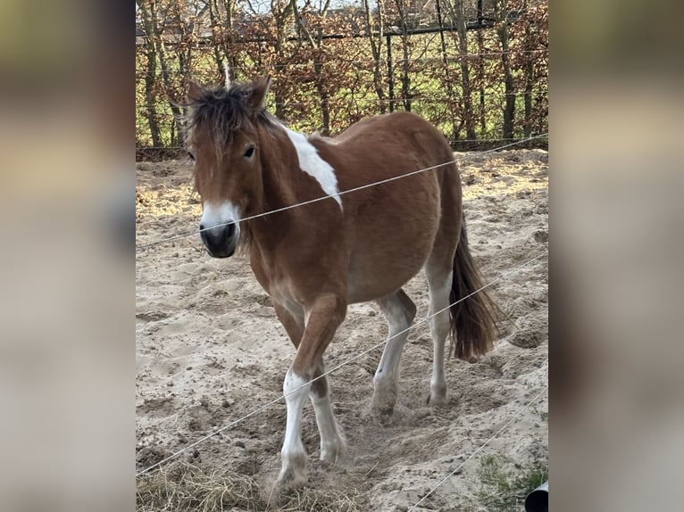 NRPS Stute 2 Jahre 136 cm Fuchs in Oosterwolde Gld