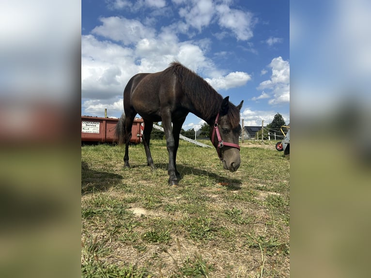 NRPS Stute 2 Jahre 140 cm  in KerpenKerpen