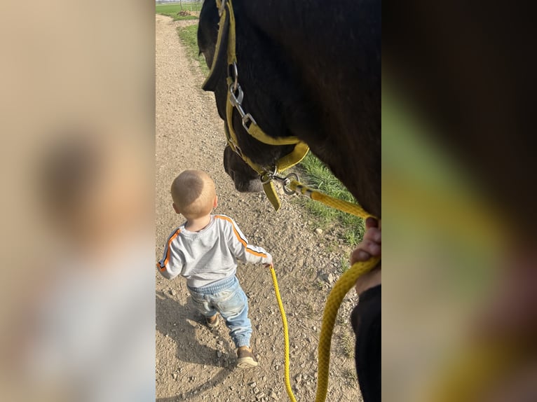 NRPS Stute 2 Jahre 140 cm  in KerpenKerpen